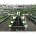 turnkey pc sheet polycarbonate greenhouse for strawberry